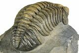 Large, Multi-Toned Pedinopariops Trilobite - Mrakib, Morocco #357348-5